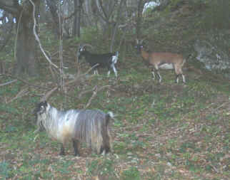 10140054.jpg (76919 Byte)