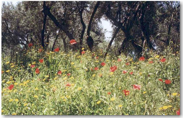 blumen.jpg (196708 Byte)