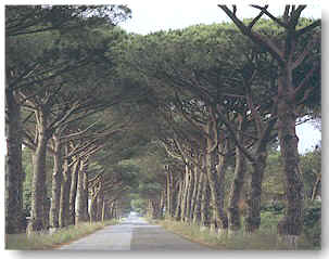 maremma4.jpg (33705 Byte)